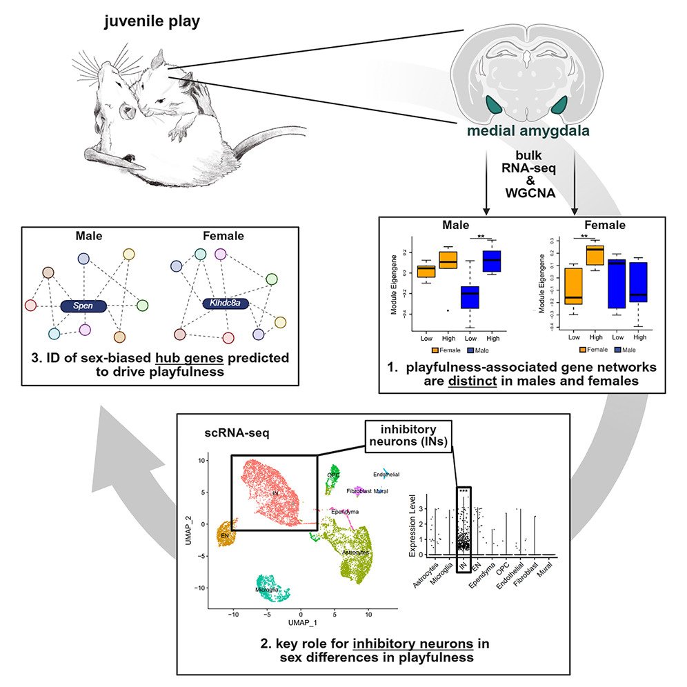 The transcriptome of playfulness is sex-biased in the juvenile rat medial amygdala: a role for inhibitory neurons
