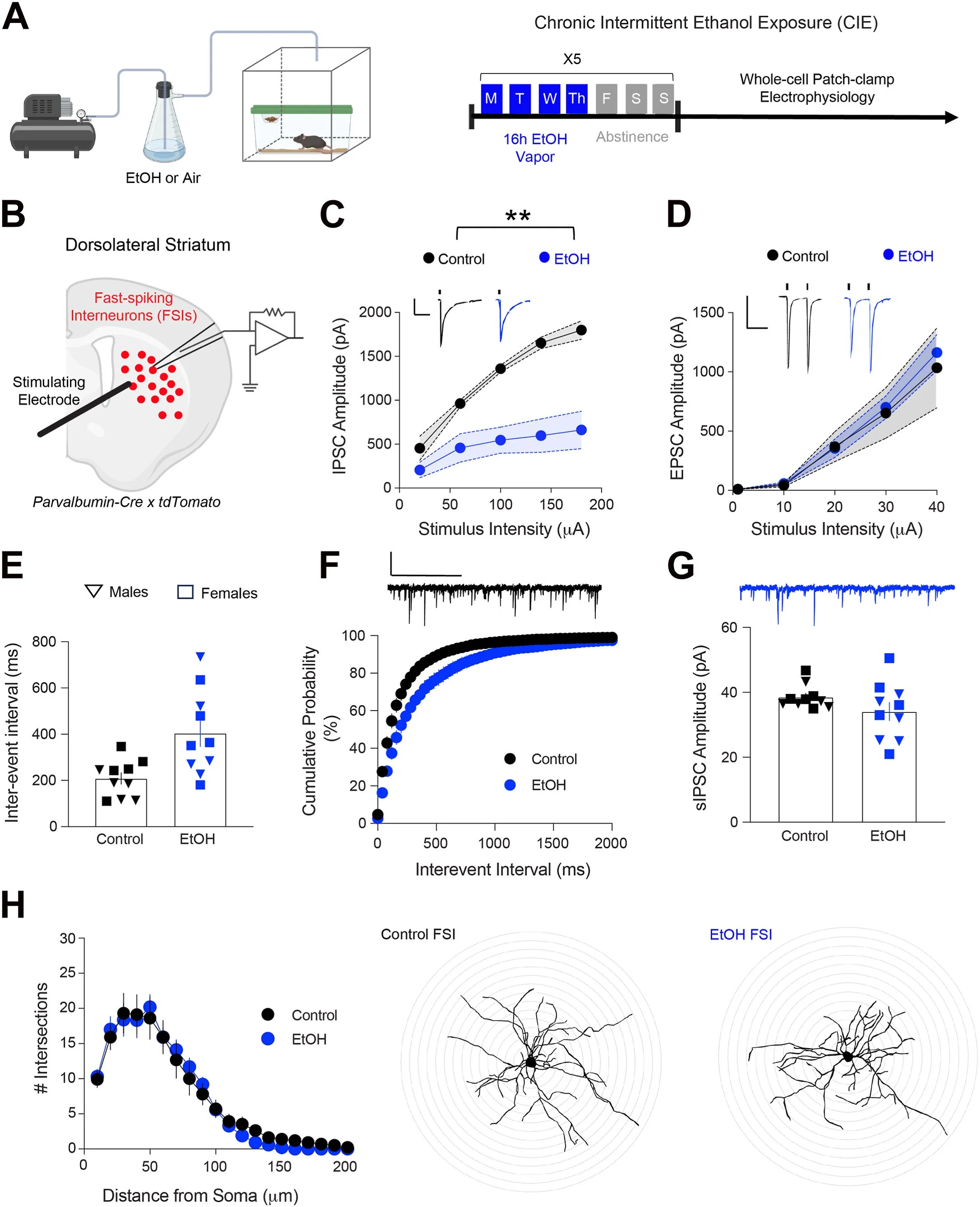 Perineuronal net and inhibitory synapse remodeling on striatal fast-spiking interneurons by chronic alcohol exposure