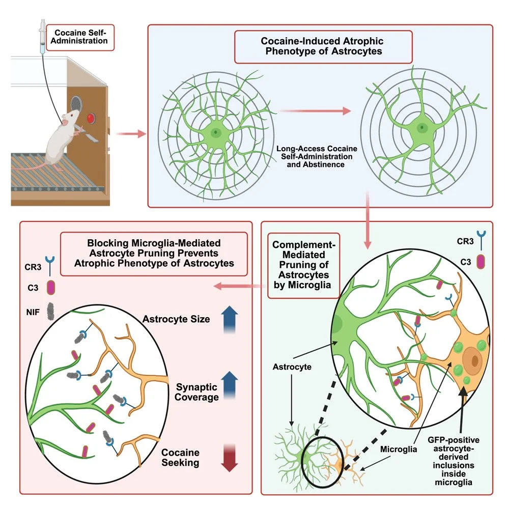 Abstinence from cocaine self-administration promotes microglial pruning of astrocytes which drives cocaine-seeking behavior