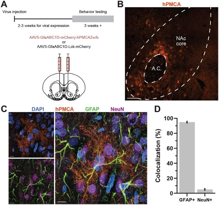 Reducing astrocyte calcium in the nucleus accumbens core increases reward valuation