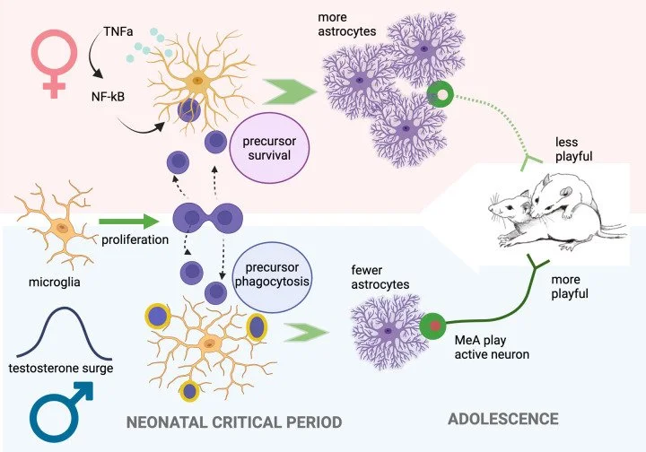 Feminization of social play behavior depends on microglia