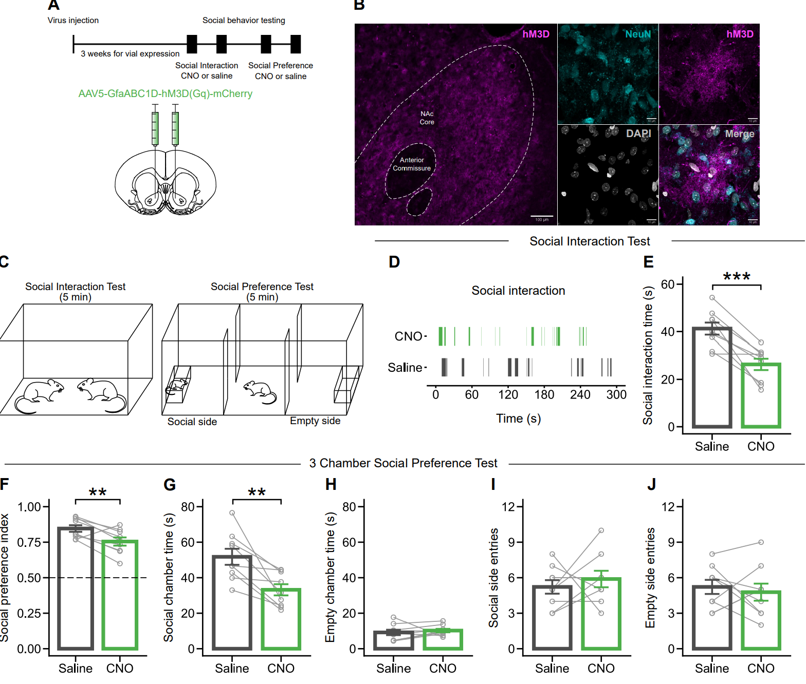 Nucleus accumbens astrocytes bidirectionally modulate social behavior