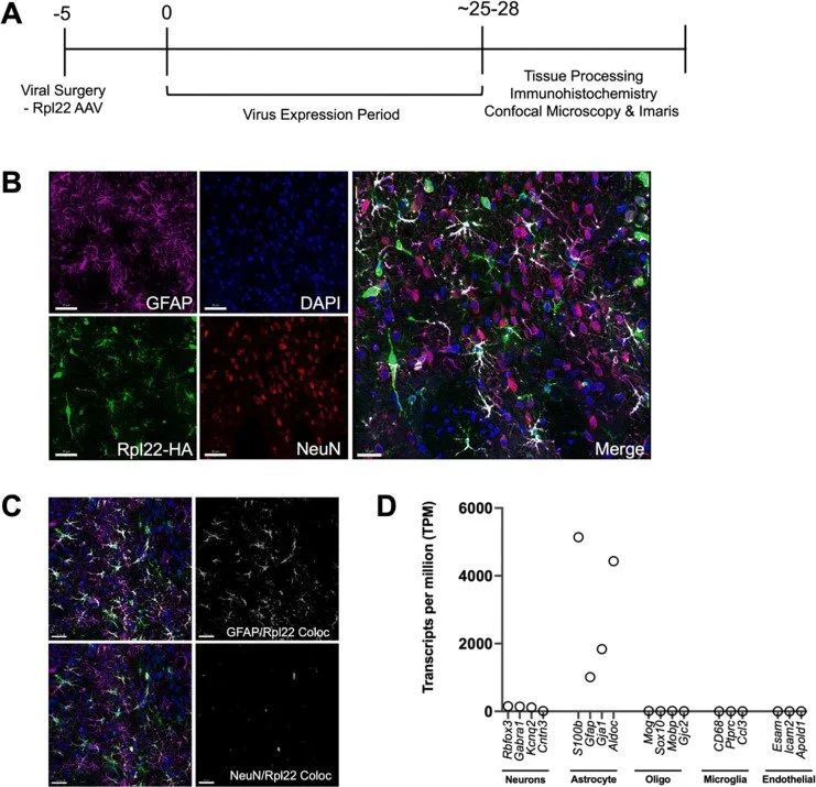 Investigating cocaine- and abstinence-induced effects on astrocyte gene expression in the nucleus accumbens