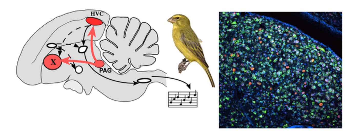 Neurochemical characterization of dopaminoceptive cells in song control nuclei of canaries and their activation during song production: a multiple fluorescent in situ hybridization study