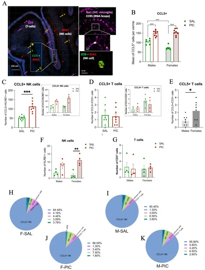 Viral-mediated inflammation by Poly I:C induces the chemokine CCL5 in NK cells and its receptors CCR1 and CCR5 in microglia in the neonatal rat cerebellum