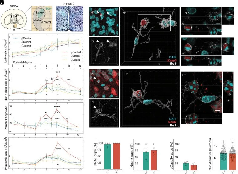 Microglia phagocytosis mediates the volume and function of the rat sexually dimorphic nucleus of the preoptic area