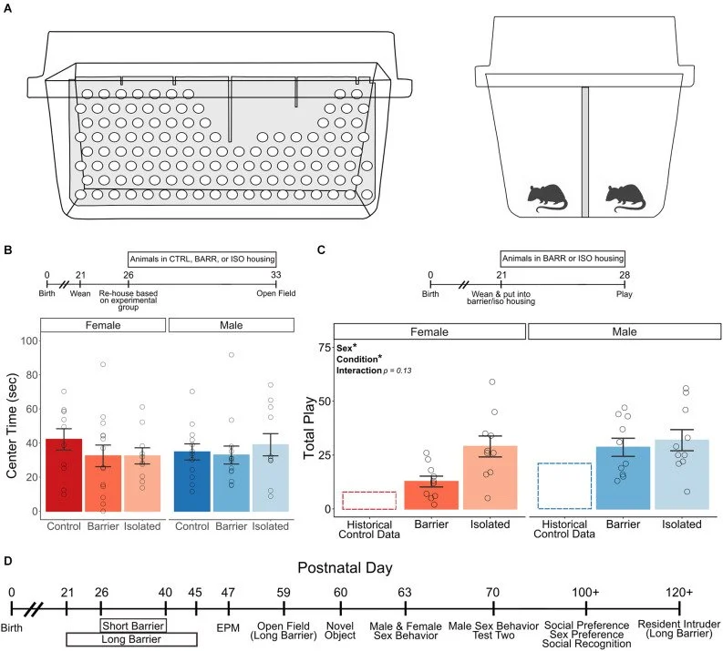 Social Play Experience in juvenile rats is indispensable for appropriate socio-sexual behavior in adulthood in males but not females