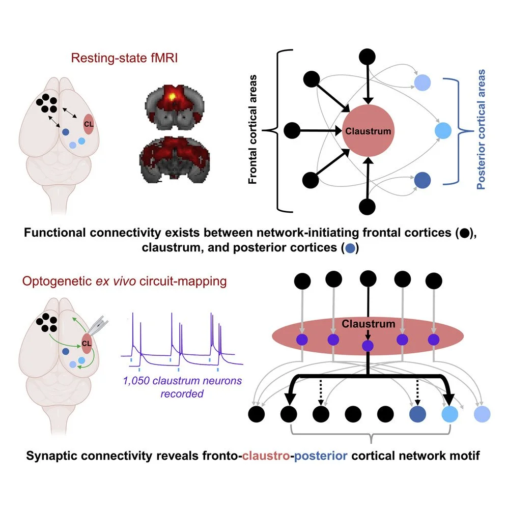 The mouse claustrum synaptically connects cortical network motifs