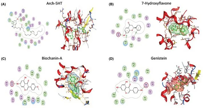 Fatty acid amide hydrolase inhibition and N-arachidonoylethanolamine modulation by isoflavonoids: A novel target for upcoming antidepressants