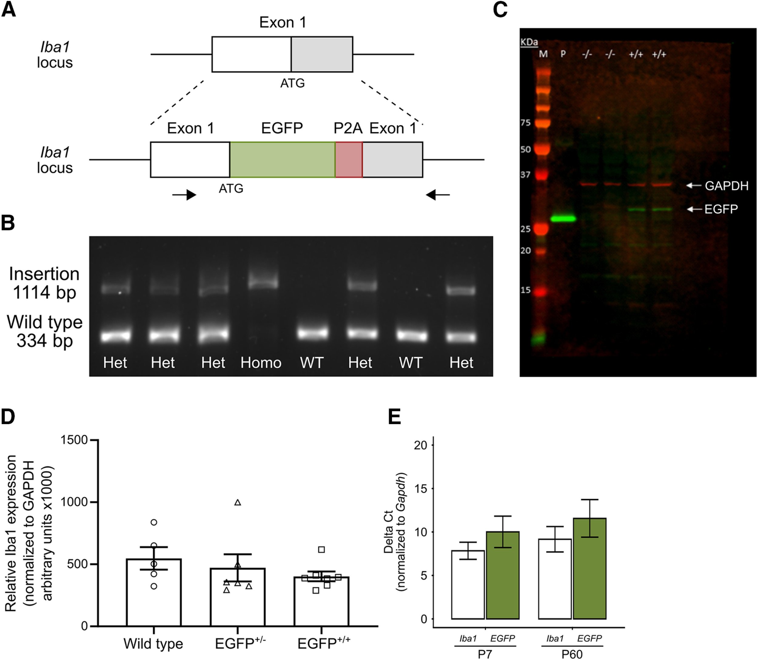 Generation of an Iba1-EGFP transgenic rat for the study of microglia in an outbred rodent strain
