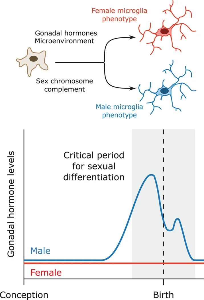 Microglia and sexual differentiation of the developing brain: A focus on extrinsic factors