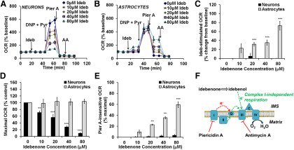 Idebenone has distinct effects on mitochondrial respiration in cortical astrocytes compared to cortical neurons due to differential NQO1 activity