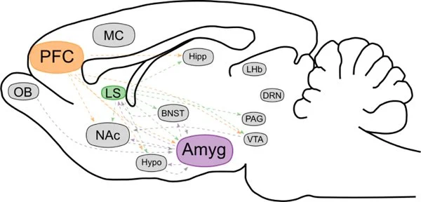 Developmental origins of sex differences in the neural circuitry of play