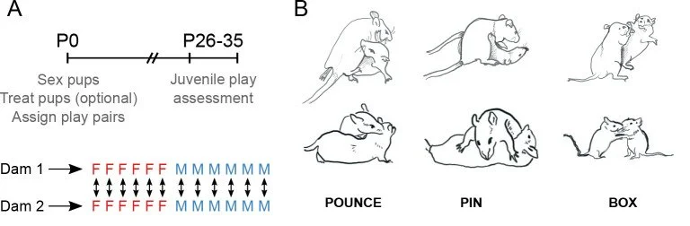 Assessing rough-and-tumble play behavior in juvenile rats