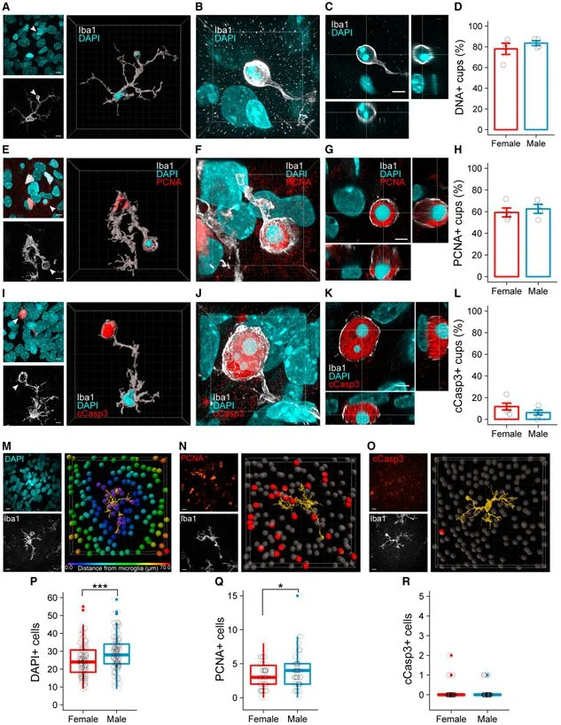 Microglial phagocytosis of newborn cells is induced by endocannabinoids and sculpts sex differences in juvenile rat social play