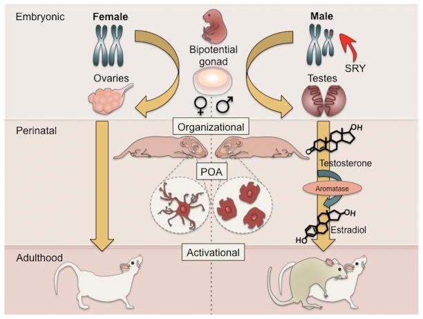 Microglia: Driving critical periods and sexual differentiation of the brain