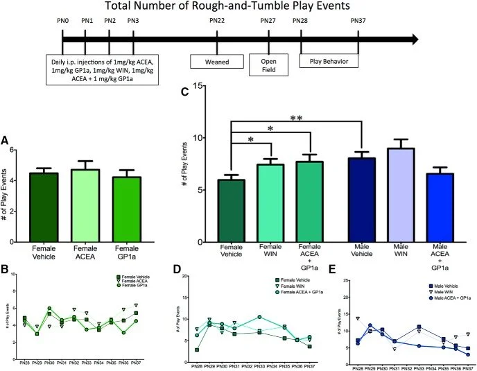 Activation of both CB1 and CB2 endocannabinoid receptors is critical for masculinization of the developing medial amygdala and juvenile social play behavior