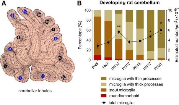 Morphological and phagocytic profile of microglia in the developing rat cerebellum