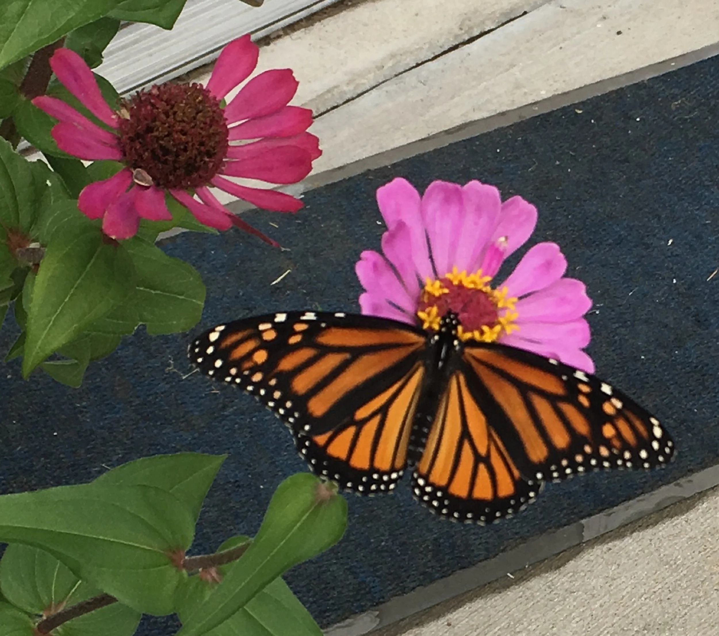 Close-up of pink and red flowers with green leaves on a porch, featuring a butterfly with orange and black wings.