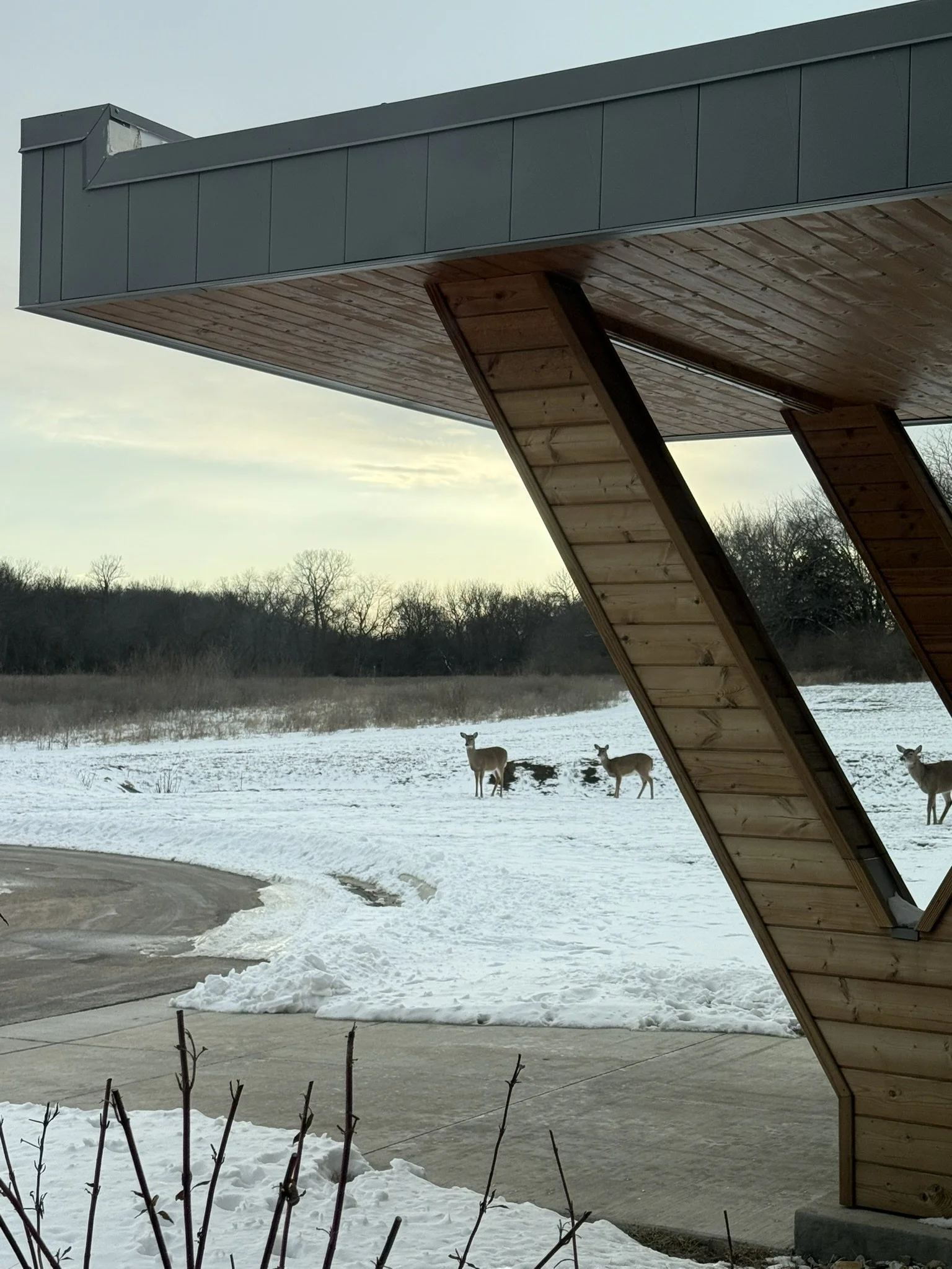 Snow-covered landscape with three deer standing in the distance, seen from a porch or balcony with a wooden roof and a modern building's overhang.