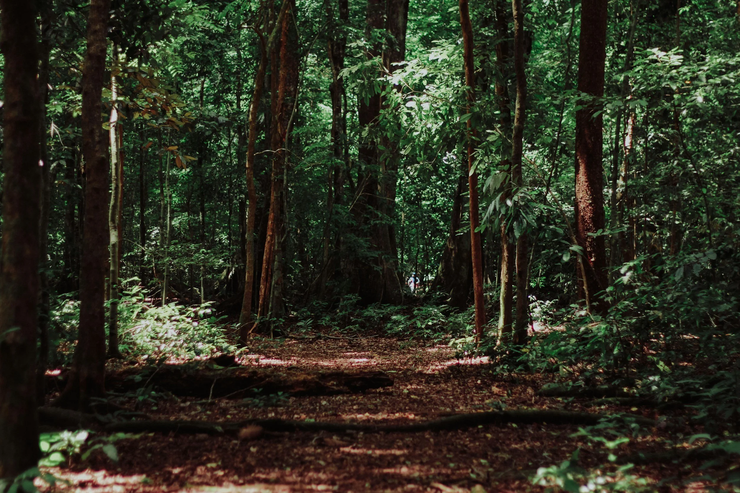 A dense forest with tall trees and lush green foliage, sunlight filtering through the canopy, and a dirt path leading into the woods.