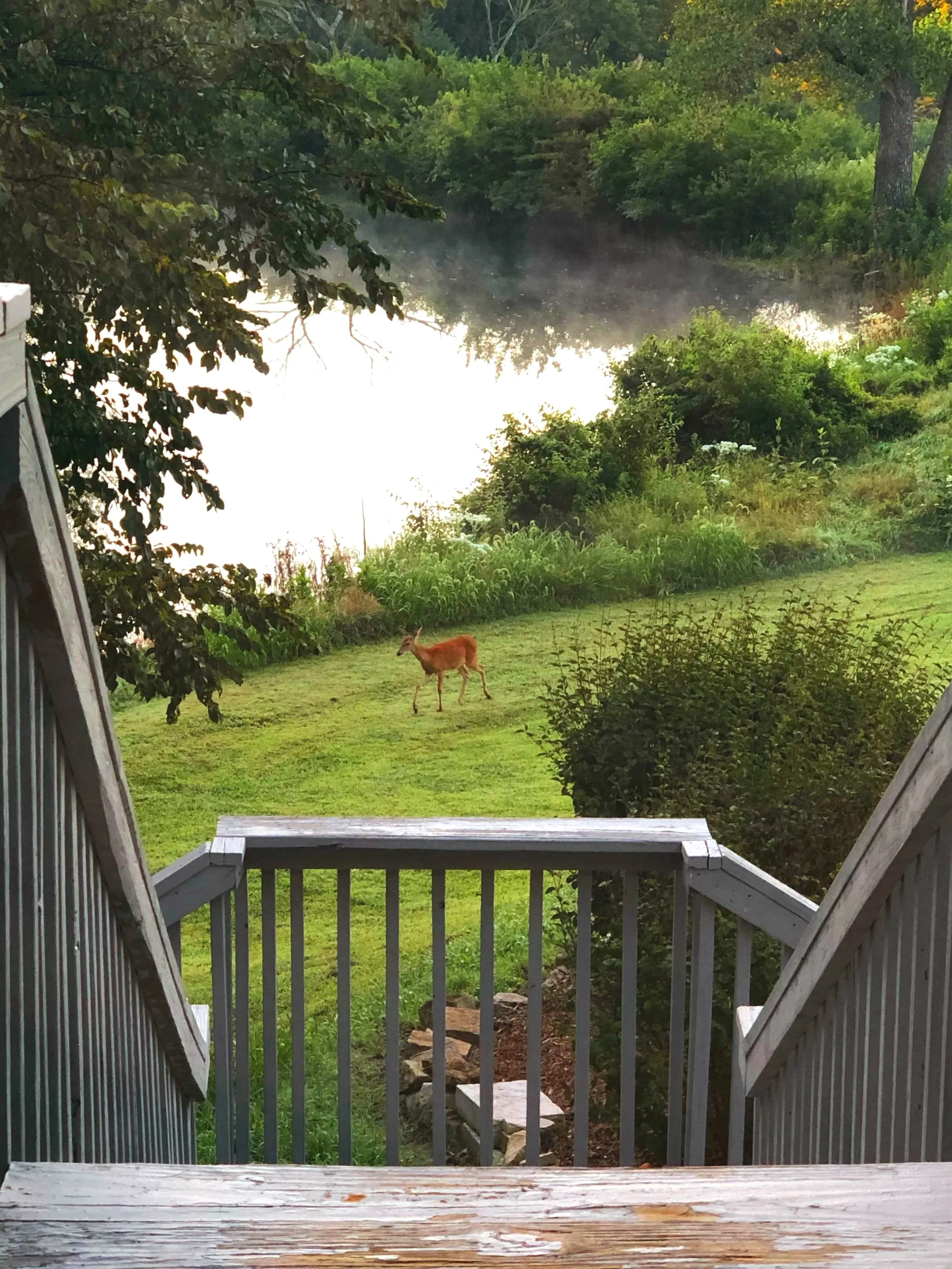 View from a wooden staircase of a grassy yard with a young deer grazing near bushes, a body of water, and lush green trees in the background.
