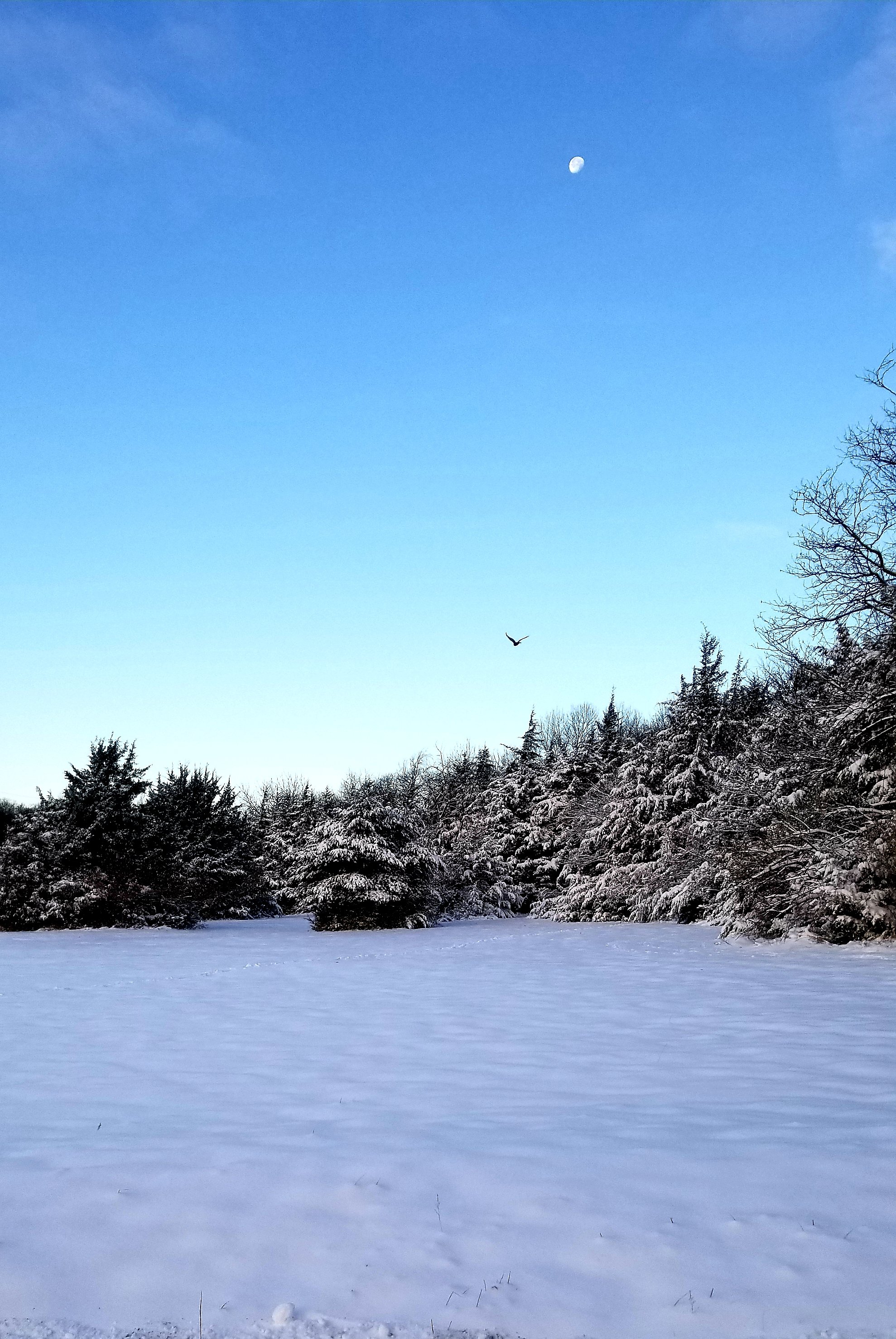 Snow-covered field with dense trees in the background. The sky is clear and blue with the moon visible, and a bird flying in the distance.