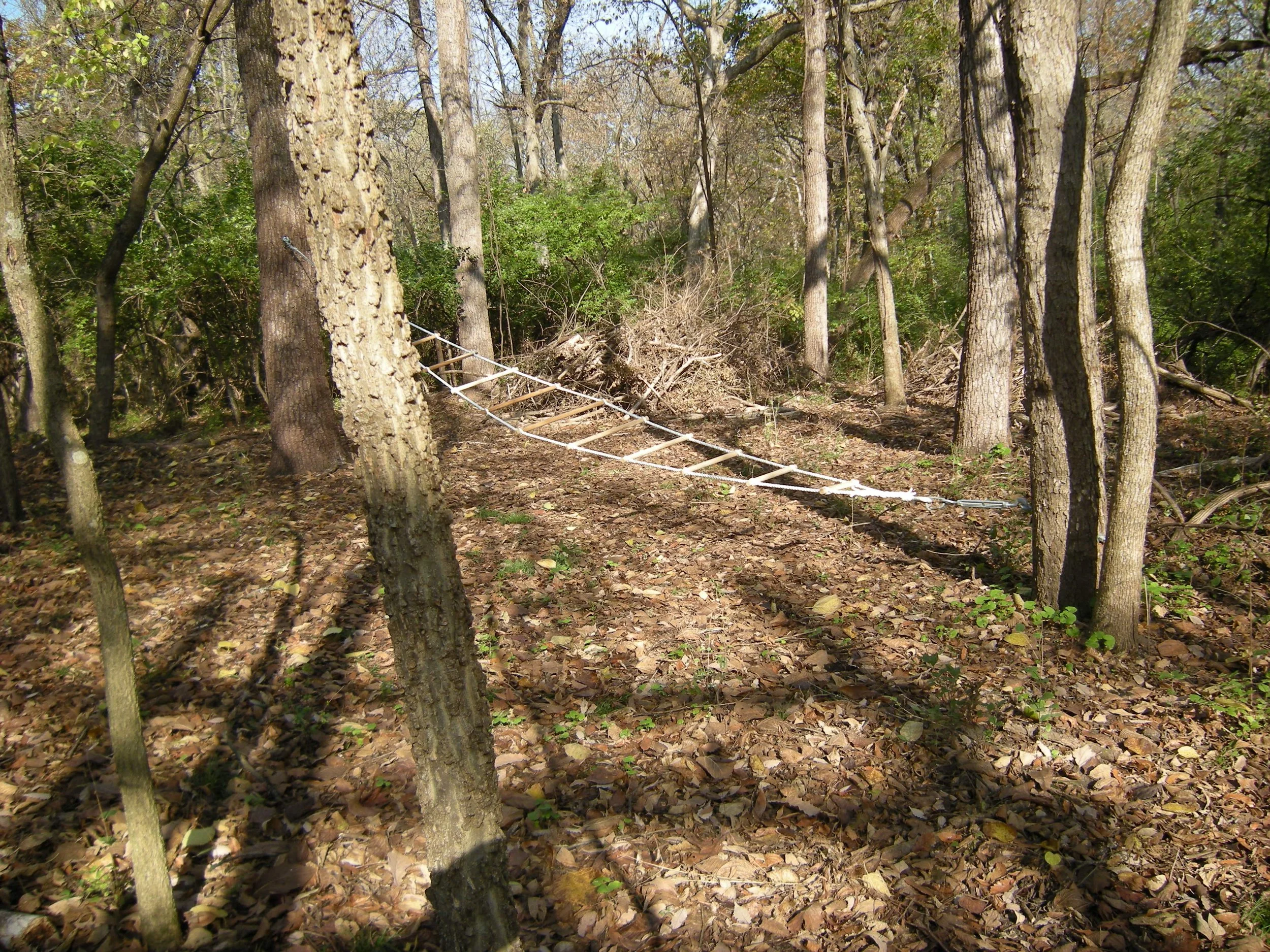 A forest trail with a rope ladder hanging between trees, surrounded by fallen leaves and sparse green foliage.