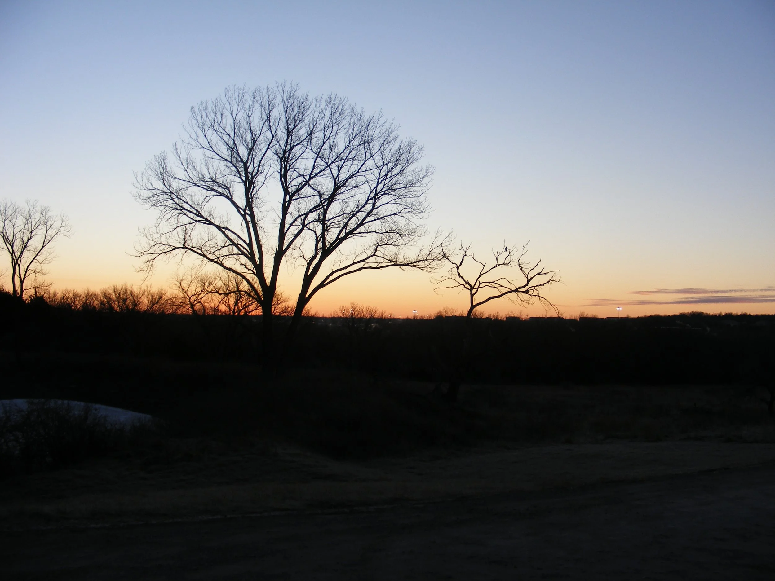 A landscape view of bare trees silhouetted against a sunset sky with hues of orange, yellow, and blue, some streetlights are visible in the distance.