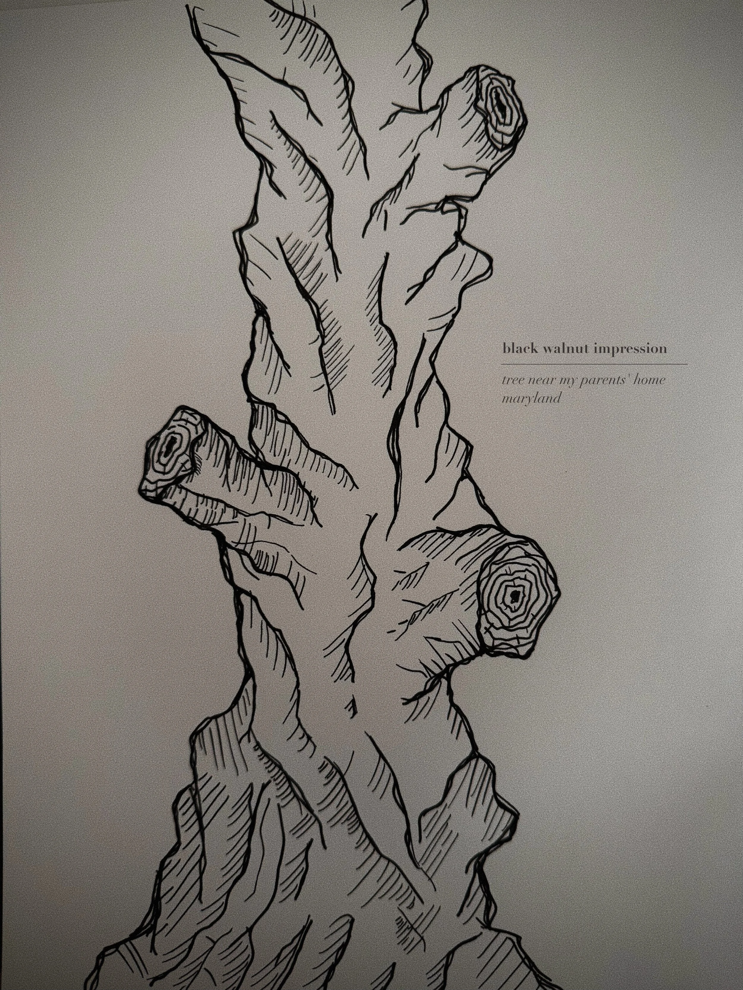 black walnut sketch.jpg