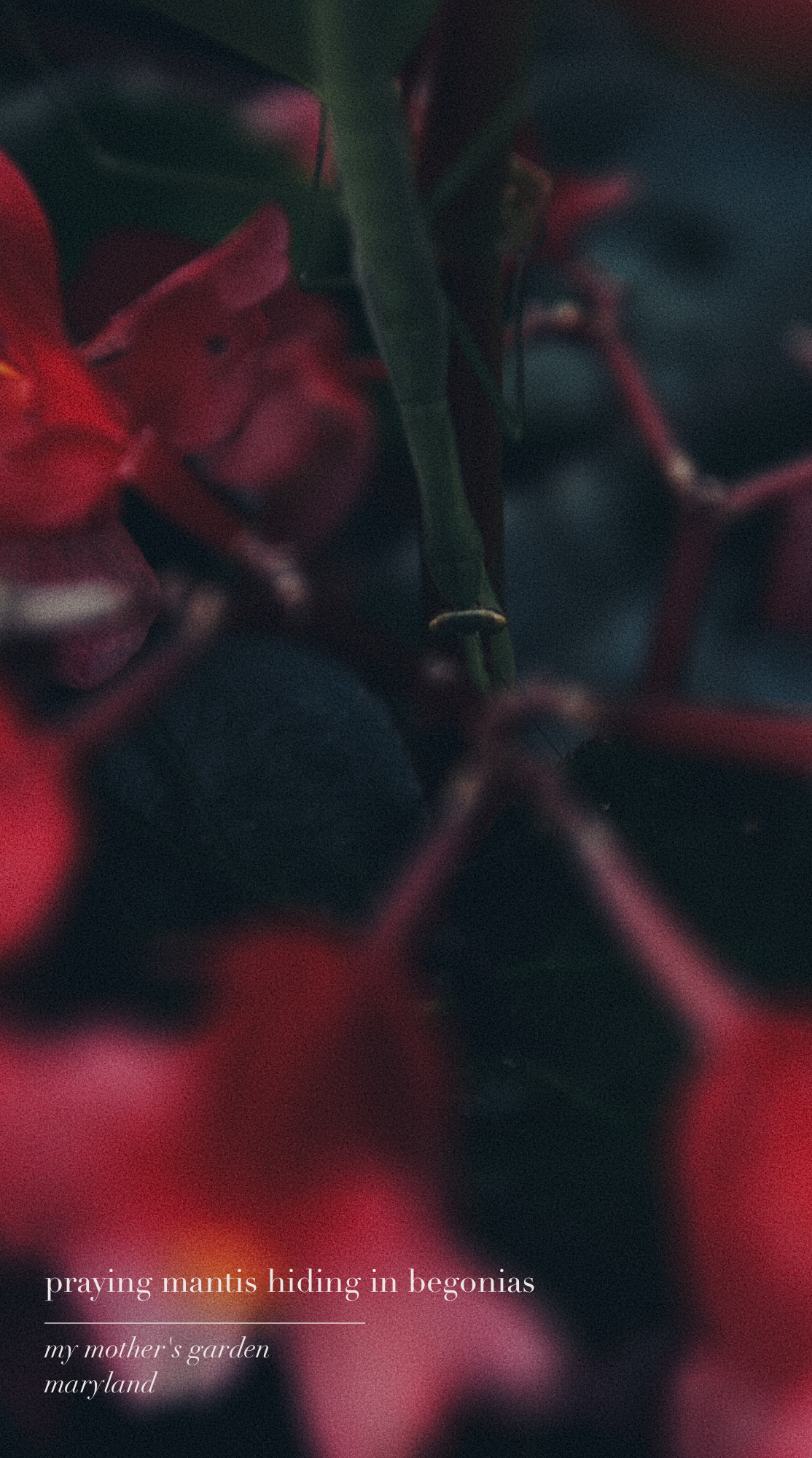 Mantis in Begonias - Newsletter 1.png