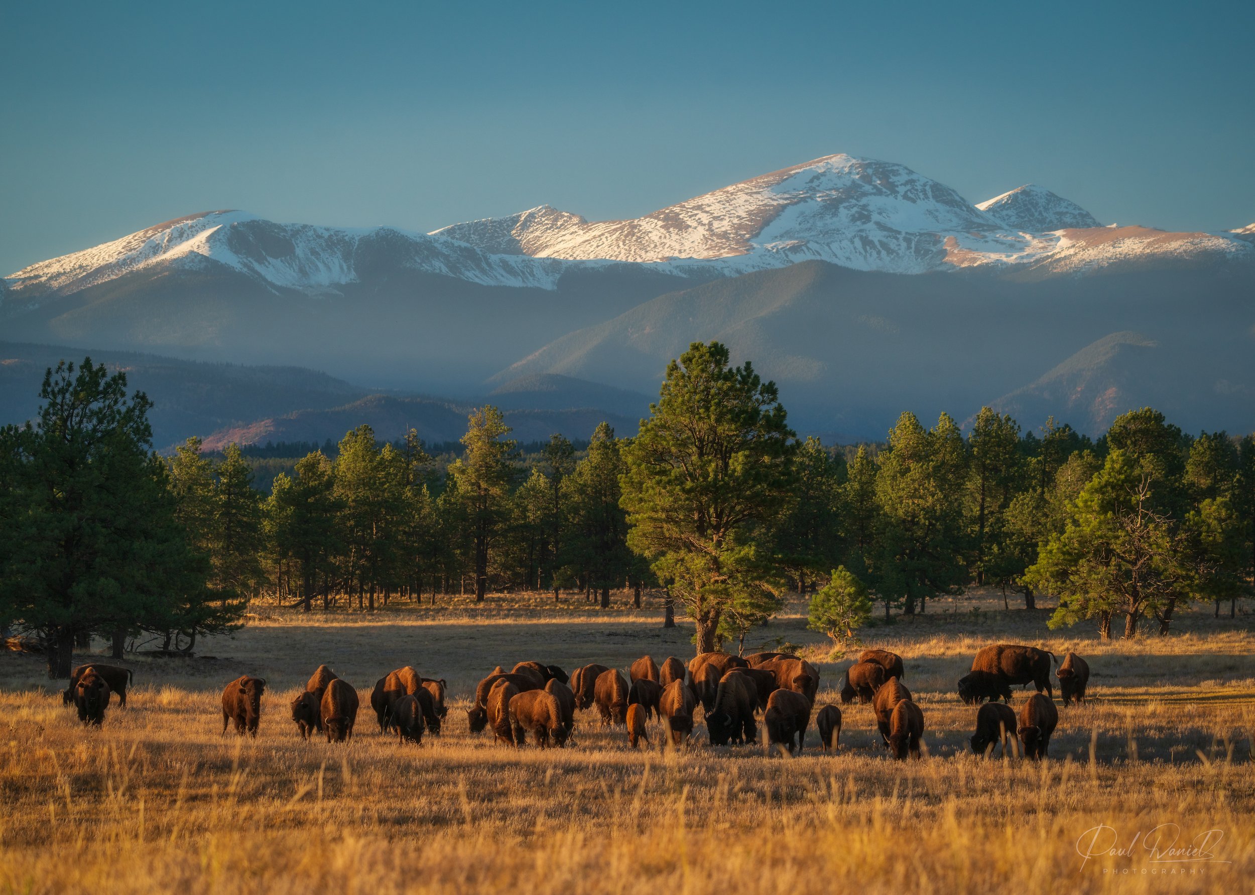 Wide landscape photography of a wild bison herd grazing on the open prairie against the snow-capped Sangre de Cristo Mountains at Vermejo Reserve in New Mexico, USA