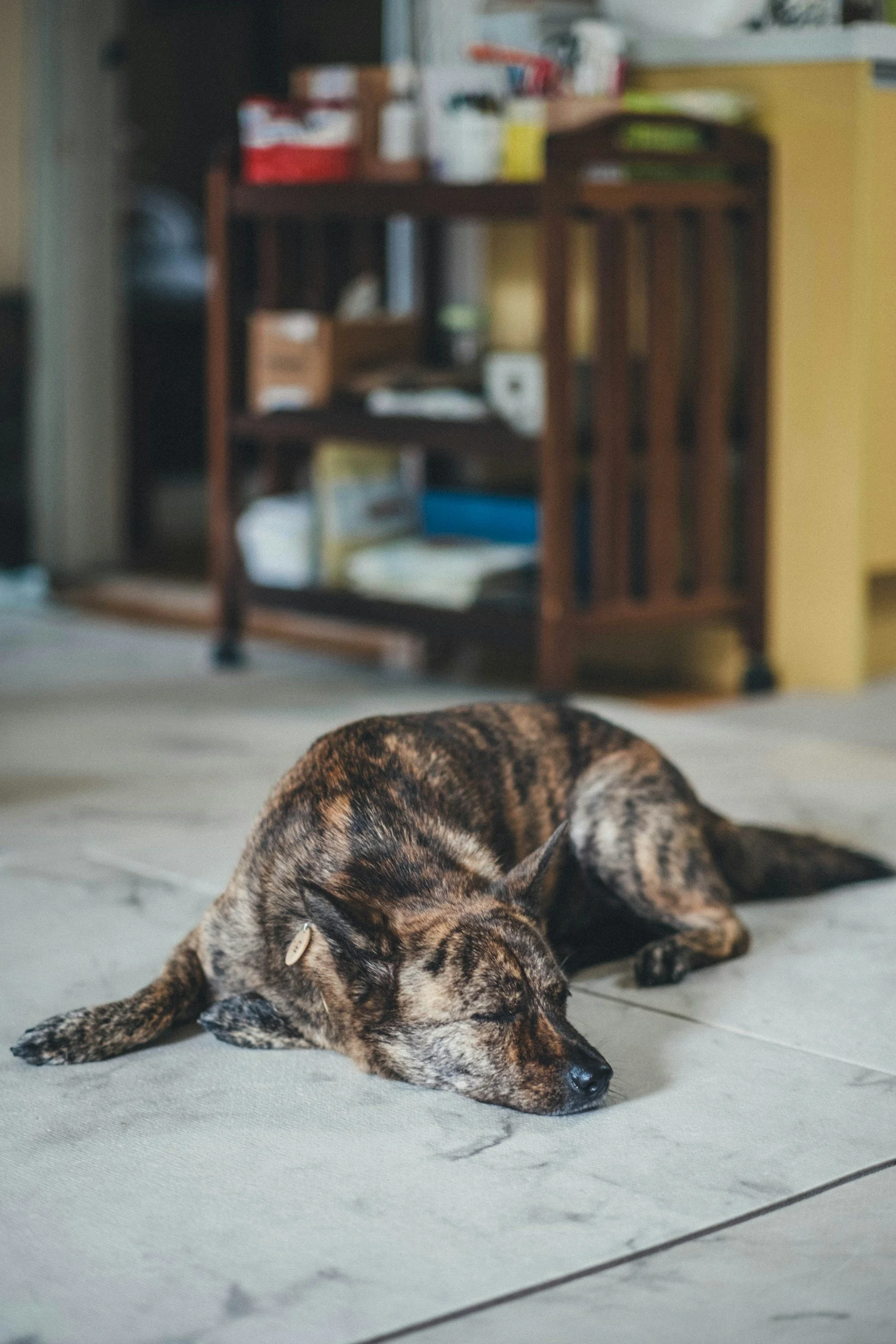 A brindle-colored dog, possibly aPitbull or similar breed, lying down on a tiled floor with a relaxed posture and eyes closed, in a room with a wooden shelf and various household items in the background.
