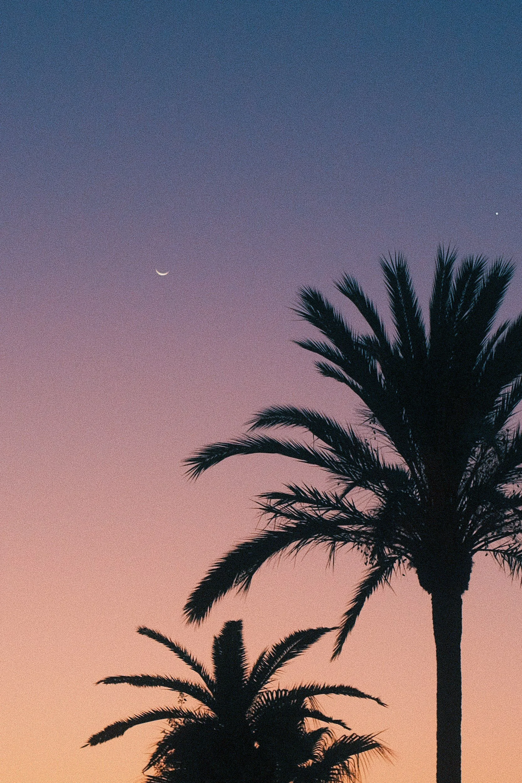 Silhouette of palm trees during sunset with a crescent moon and a star visible in the colorful sky.