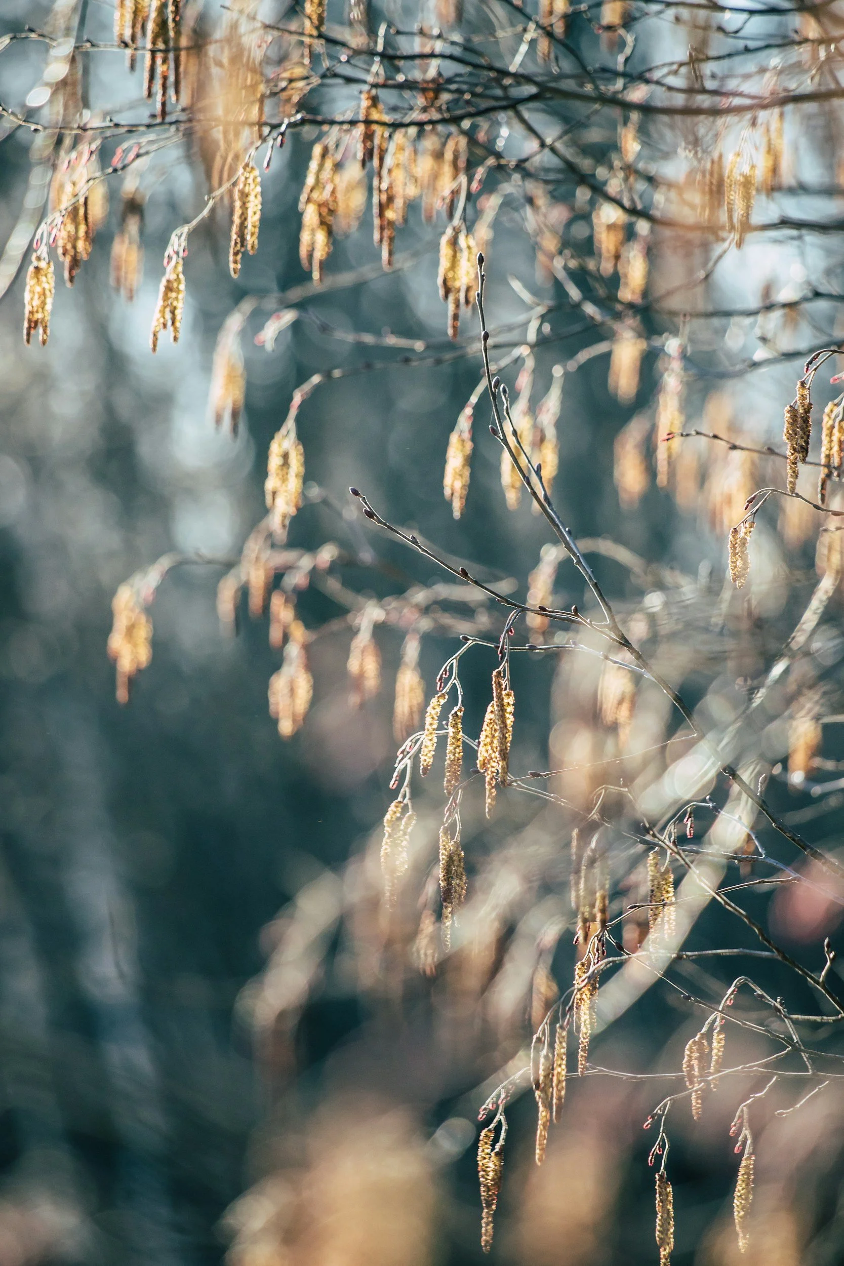 photo of leaves in the winter