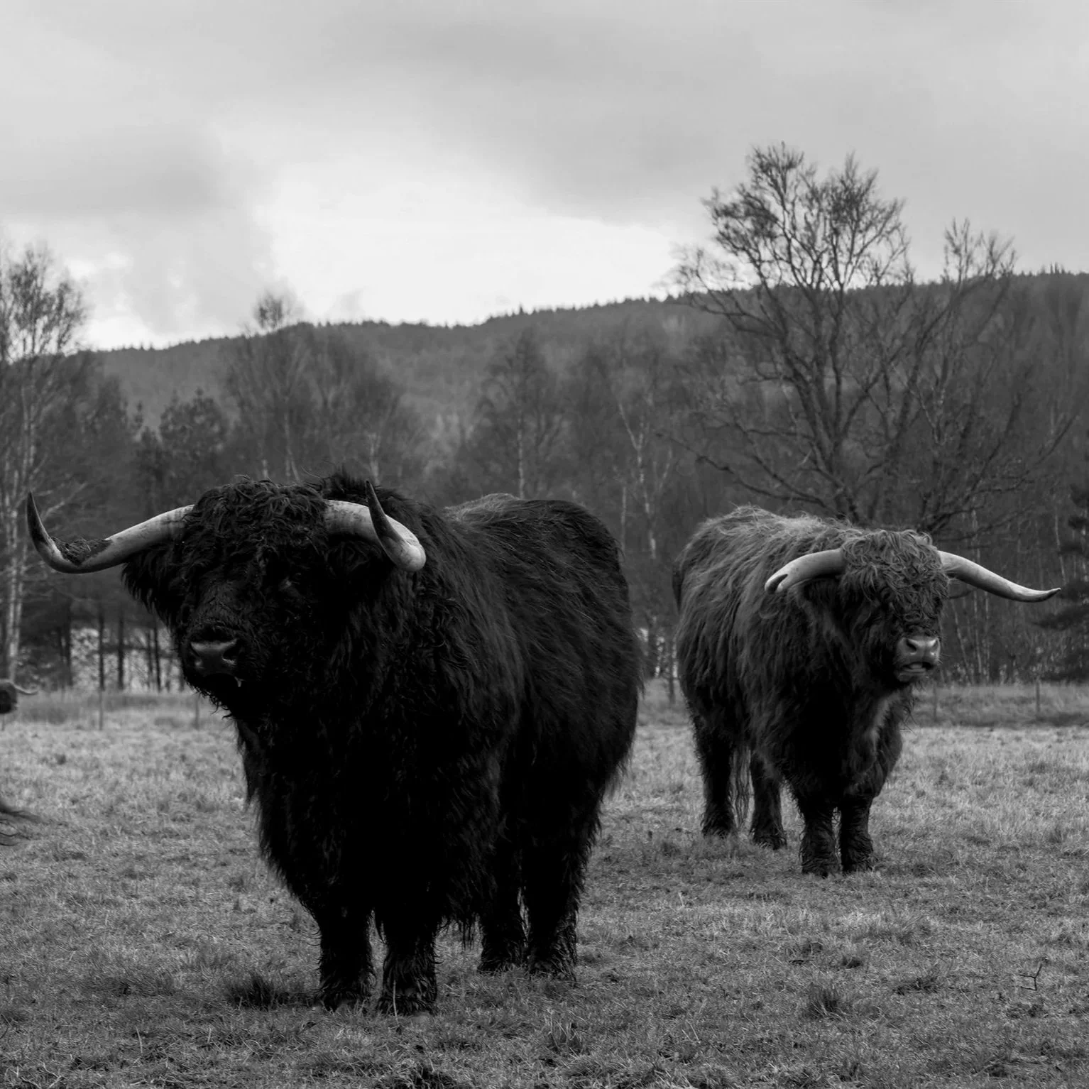 Scotland-86.jpg (Copy)