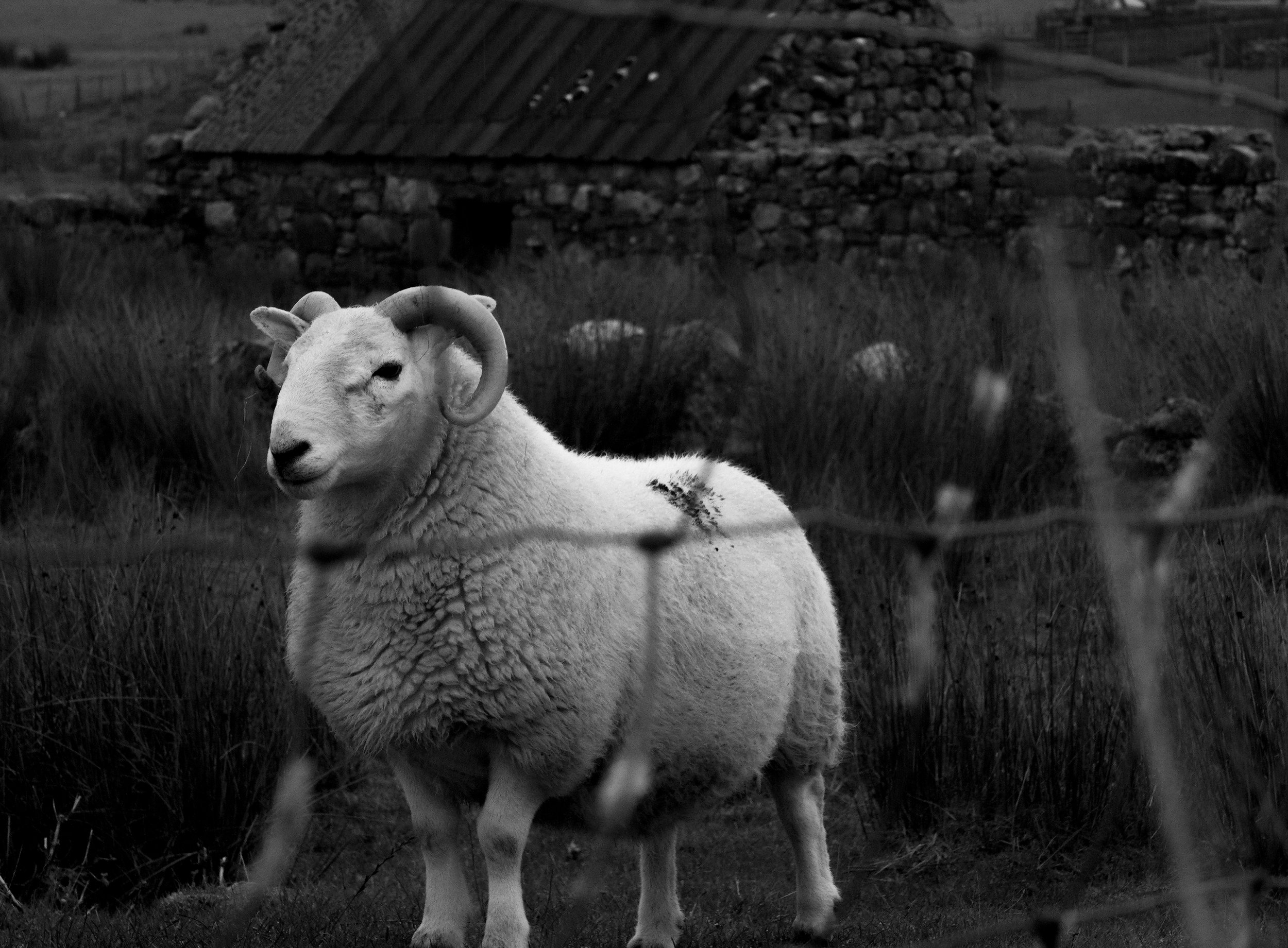 Scotland-27.jpg (Copy) (Copy)