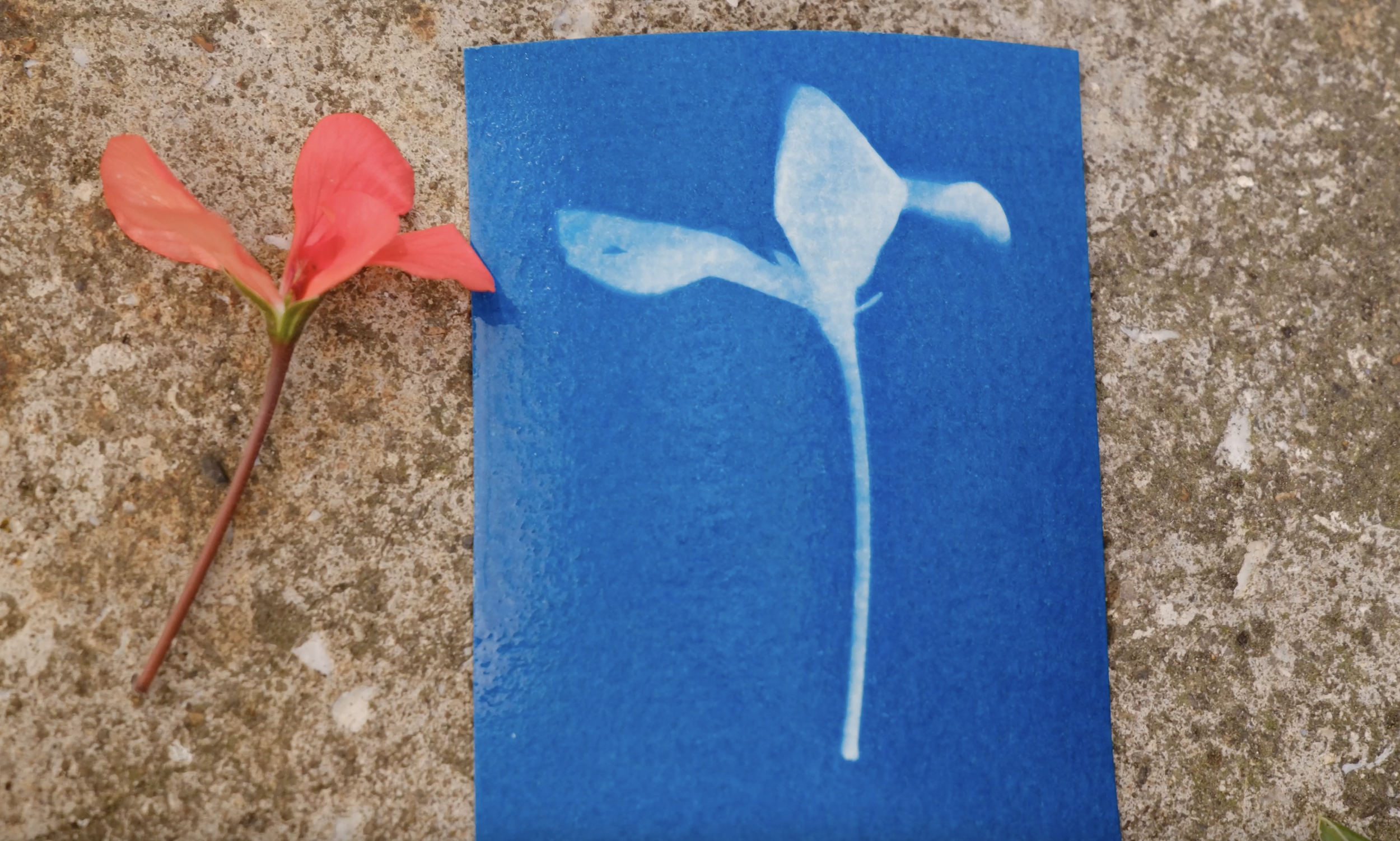 Postcards in Blue - Cyanotyping Workshop