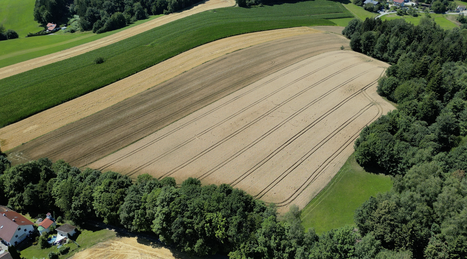 Luftaufnahme eines landwirtschaftlichen Feldes mit mehreren Streifen unterschiedlicher Farben und Texturen, umgeben von Bäumen und einigen Häusern.