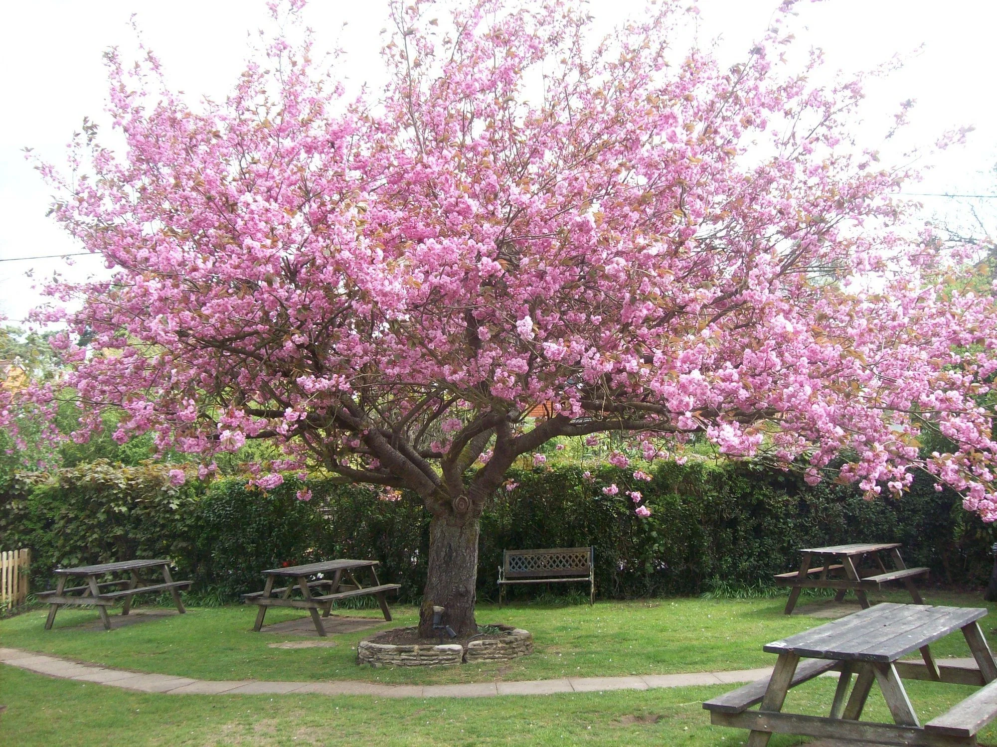 A pink flowering tree in full bloom situated in a park with grassy areas, stone borders, and wooden picnic tables.