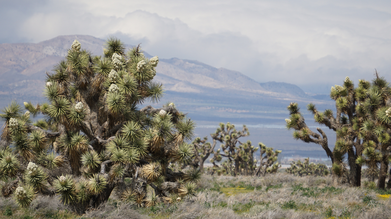 Desert landscape with Joshua trees and mountains in the background under a cloudy sky.