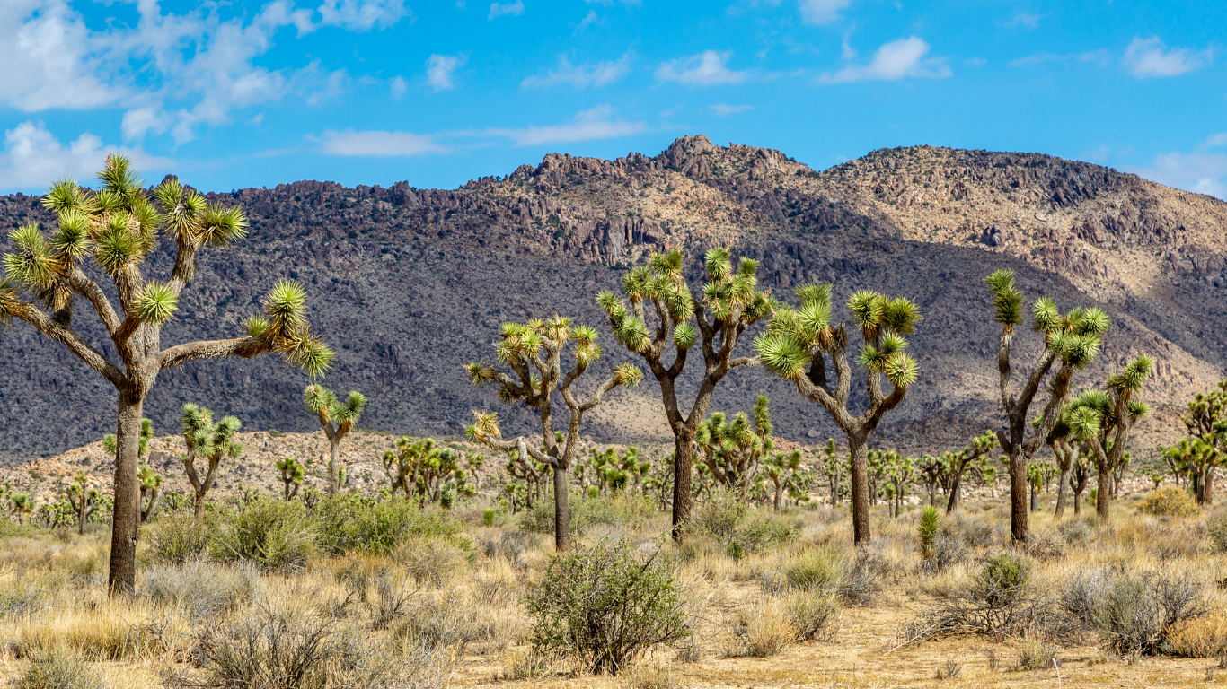 Desert landscape with Joshua trees, dry grass, and mountains in the background under a partly cloudy sky.