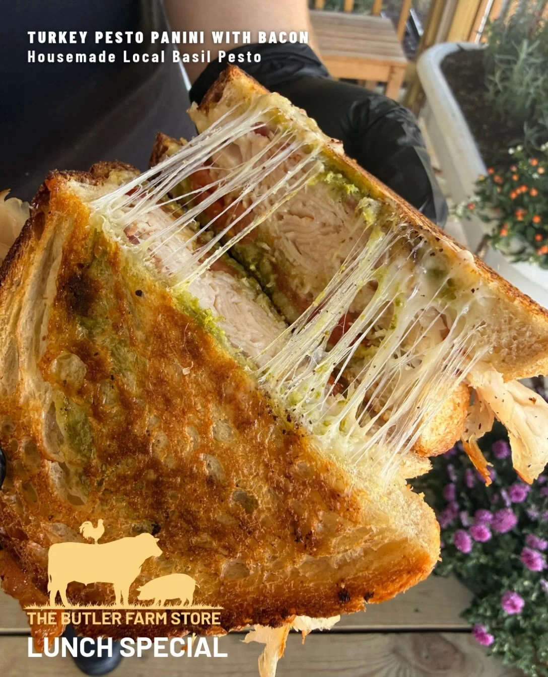 This week&rsquo;s sandwich special: the turkey pesto panini. 🥪🌿

Turkey, crispy bacon, melty swiss, fresh tomato from @mistyvalleyfarmsmd , and a pesto made with local basil from @kitchengirlfarm. It&rsquo;s messy, it&rsquo;s melty, bring two napki