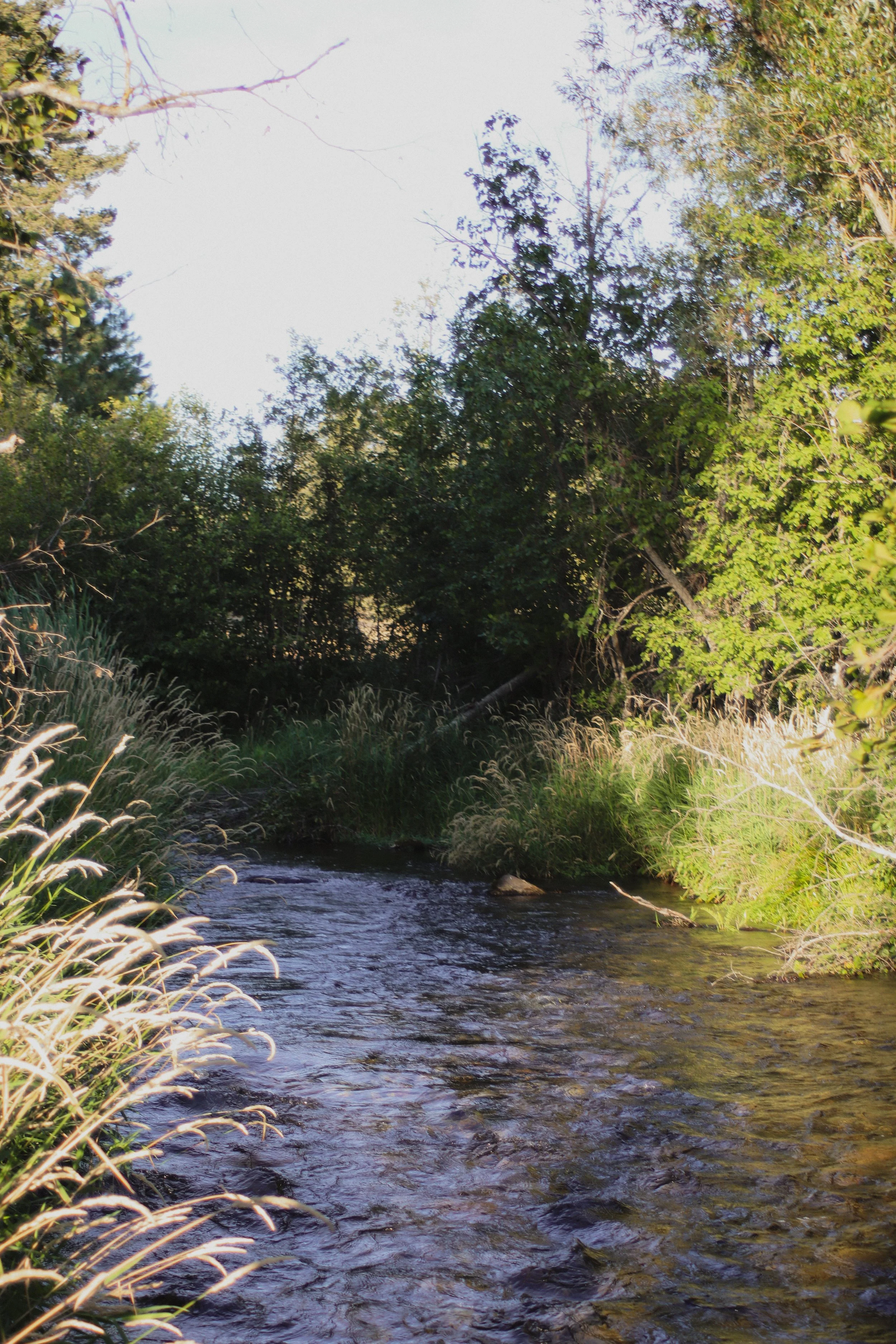 A small river or stream flowing through a lush green forest with tall trees and dense foliage on both sides.