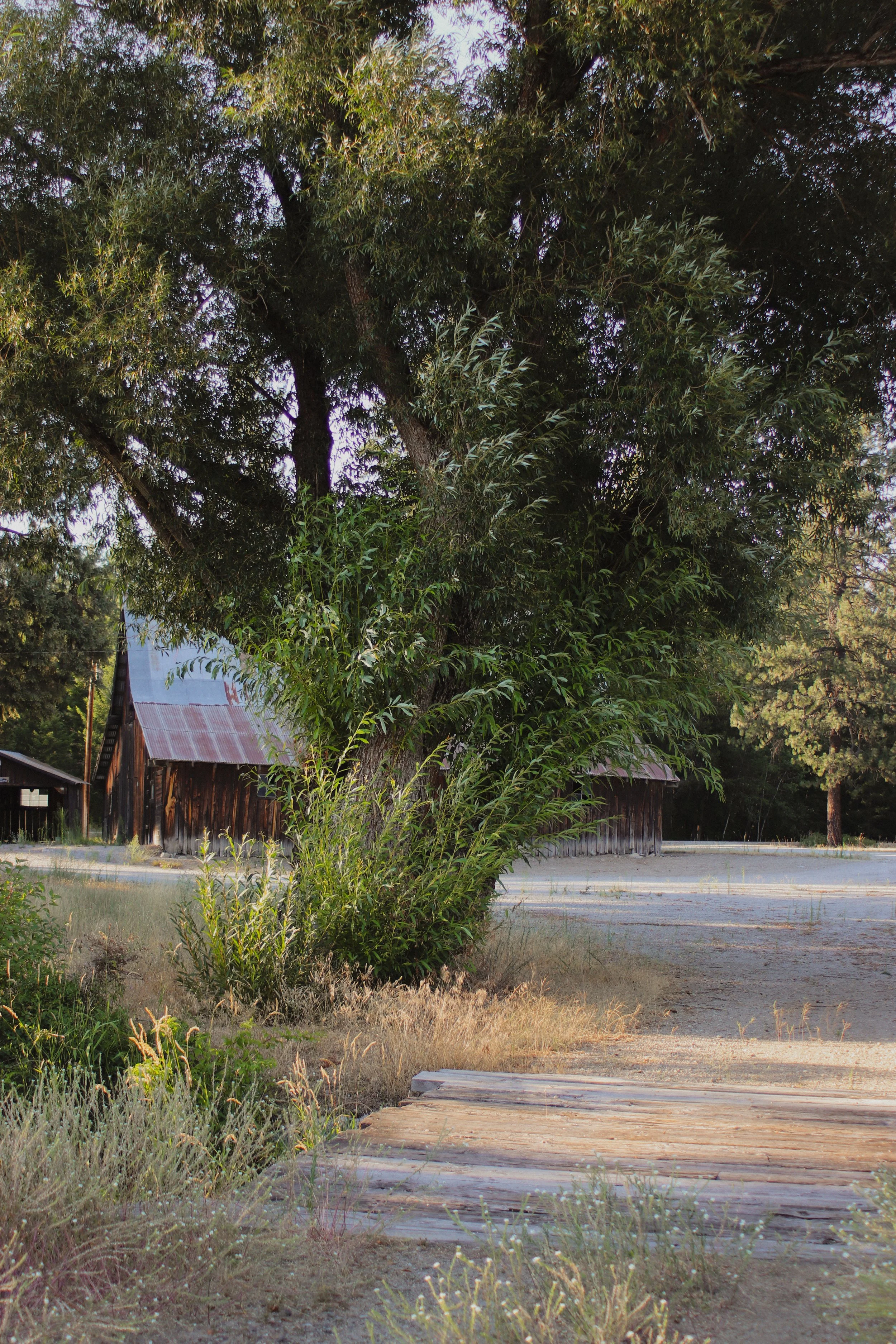 A rustic scene with an old wooden building with a corrugated metal roof, surrounded by trees and shrubs, with a dirt and gravel area in the foreground.