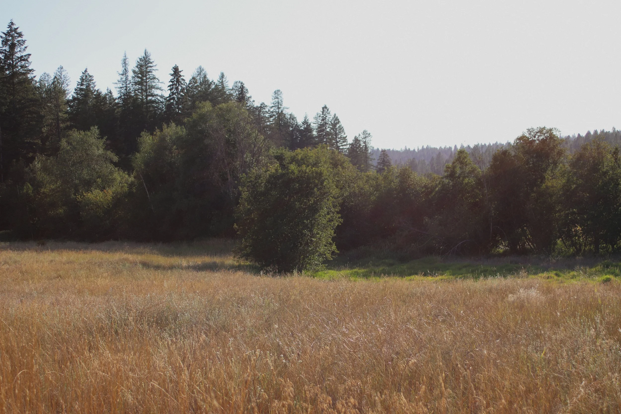 A scenic landscape with a grassy field in the foreground and a dense forest of pine and broadleaf trees in the background under a clear sky.