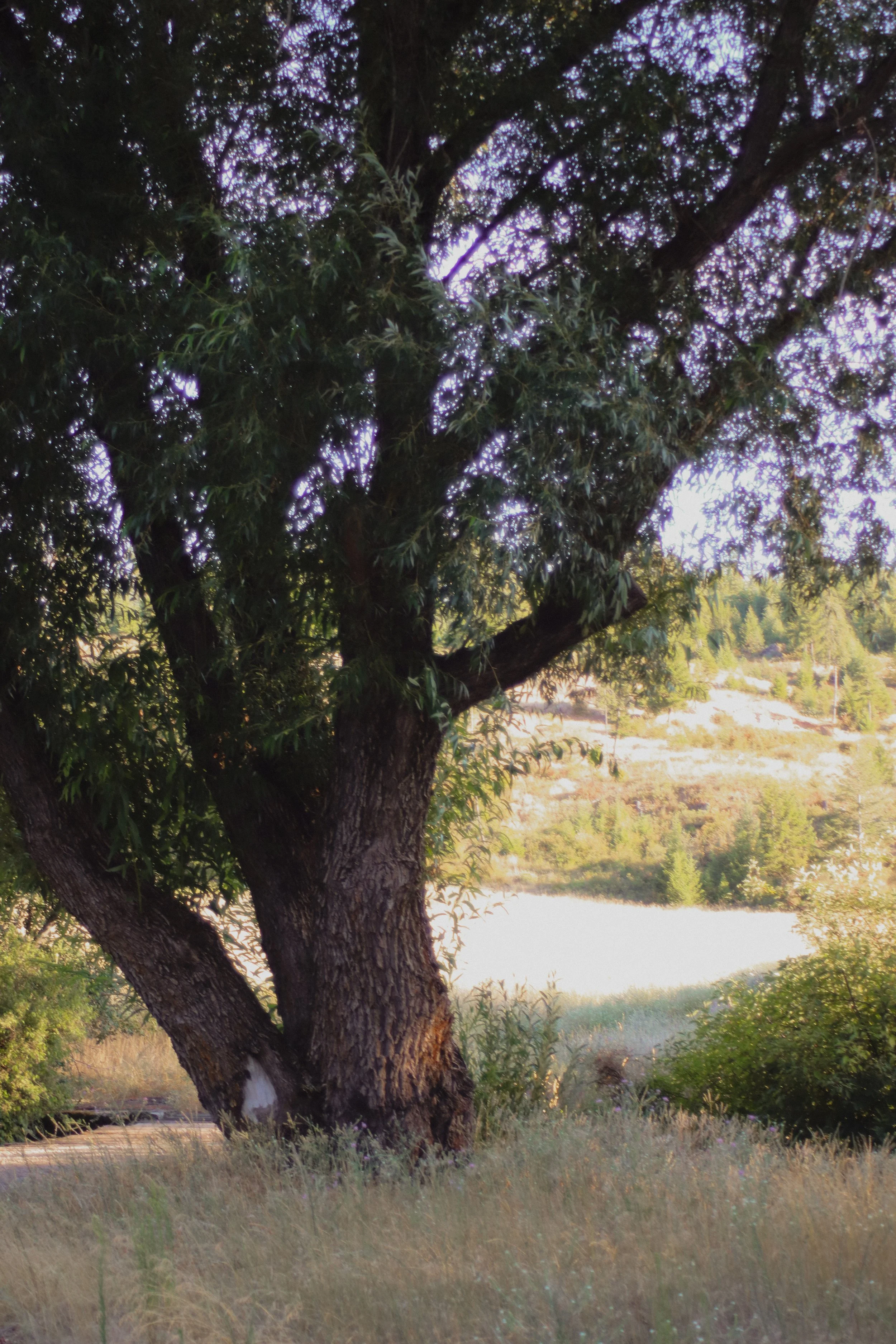 A large tree with a thick trunk and leafy branches in a natural setting, with grass and shrubs in the foreground and a range of hills or mountains in the background, under a sky with light purple hues.
