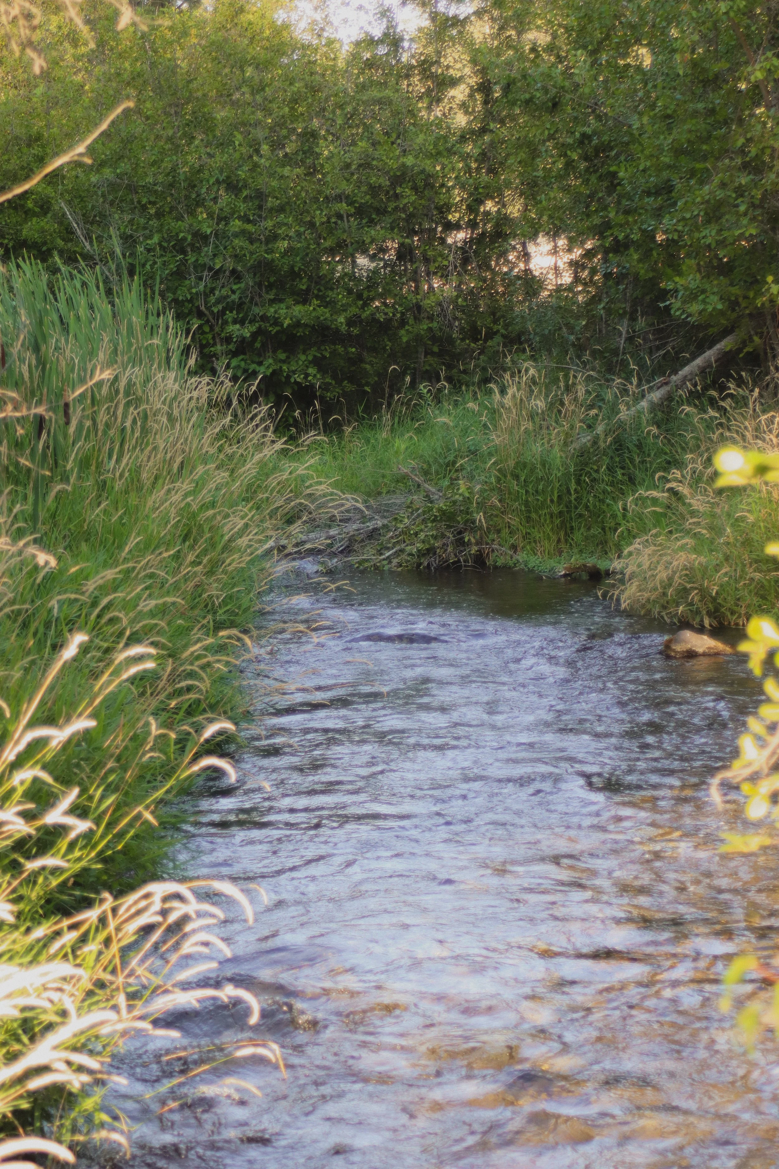 A small stream flowing through a lush, green forest with dense trees and tall grasses along the banks, sunlight filtering through the leaves.