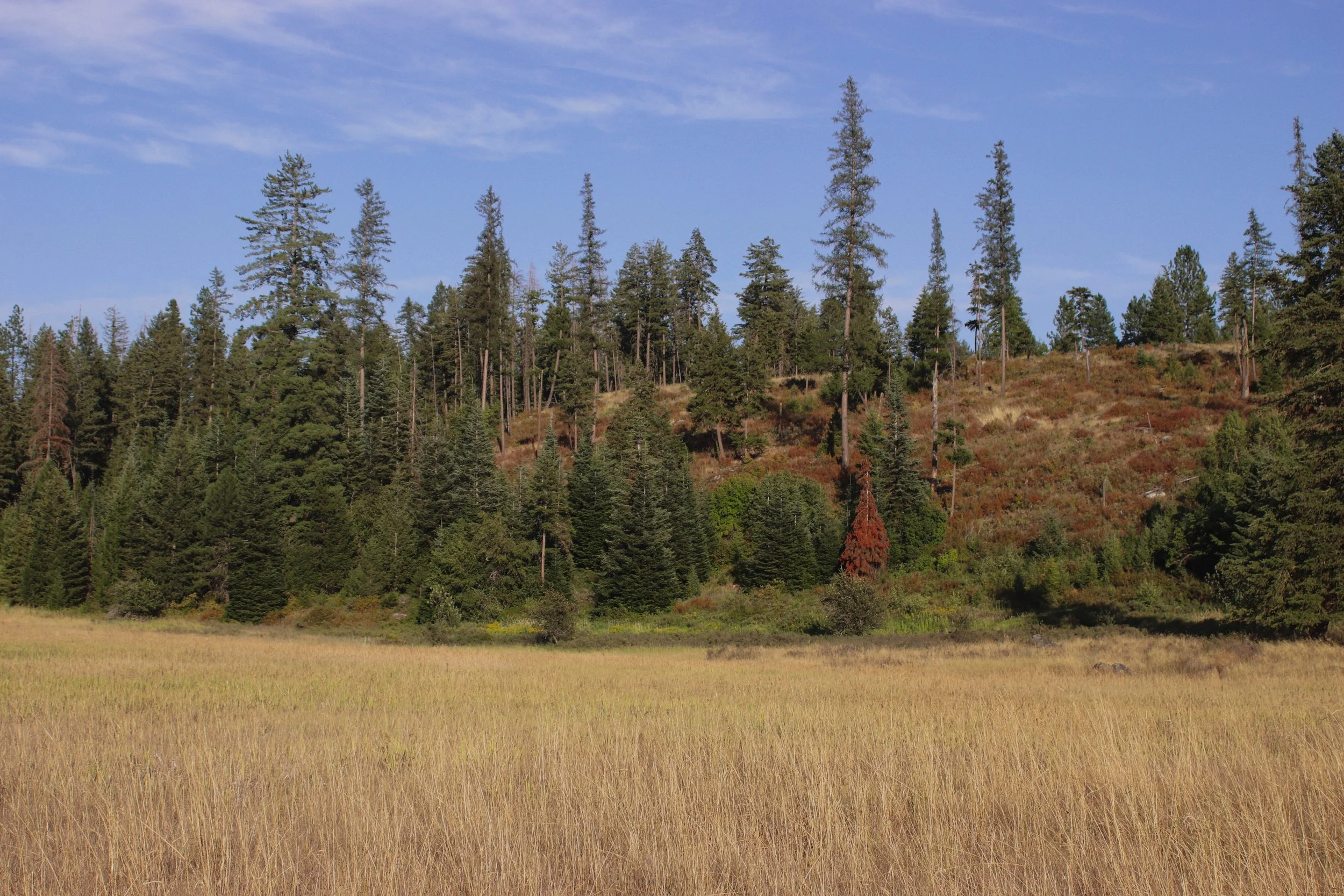 A scenic landscape featuring a grassy meadow in the foreground, a dense forest of tall pine trees on a hillside in the middle ground, and a partly cloudy blue sky in the background.