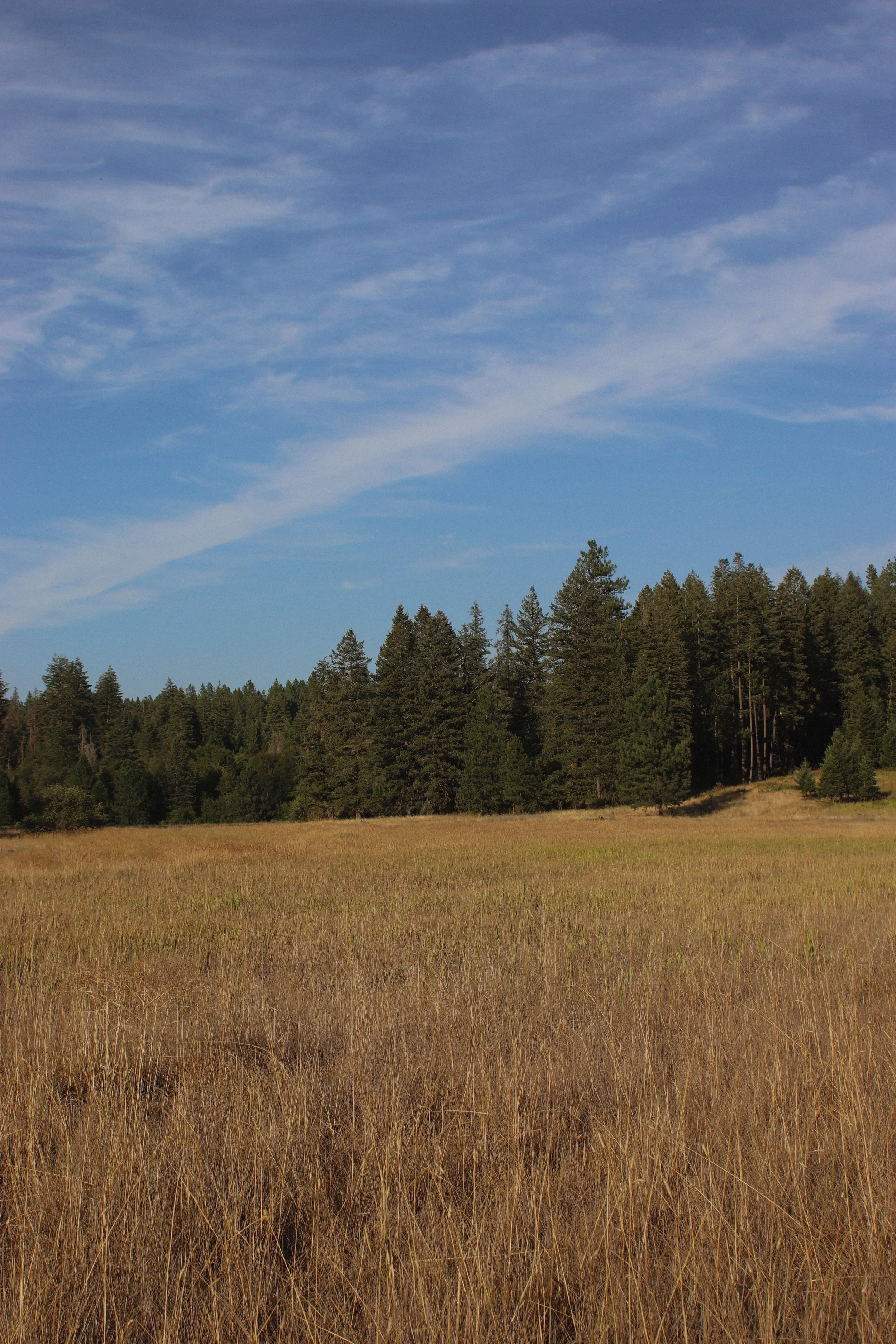 A landscape scene with a grassy field in the foreground, a dense forest of tall green pine trees in the middle ground, and a partly cloudy blue sky in the background.